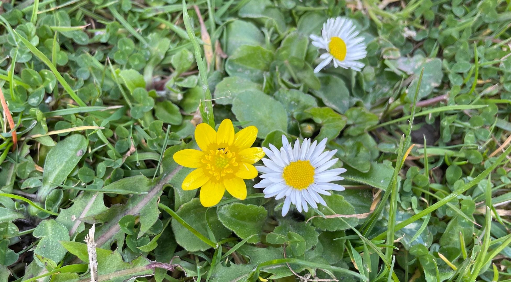 My Garden