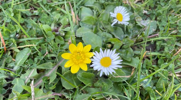 My Garden